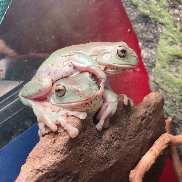 Meet Caitlin & her babies - Picture 3 of 8